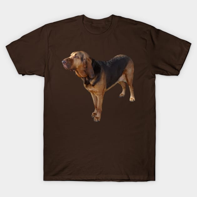 Bloodhound T-Shirt by SusanSavad